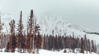 雪山前棕树景观摄影